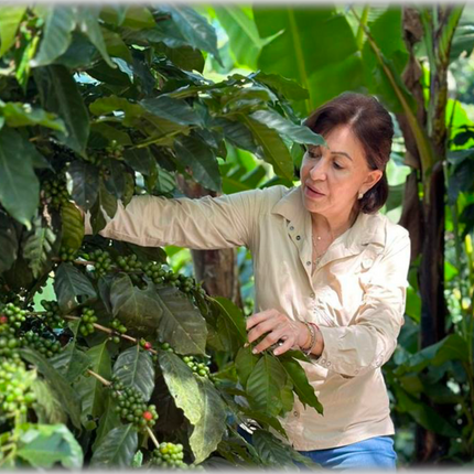 ニカラグア ラス・オルテンシアス #13 ウォッシュト(浅煎り)